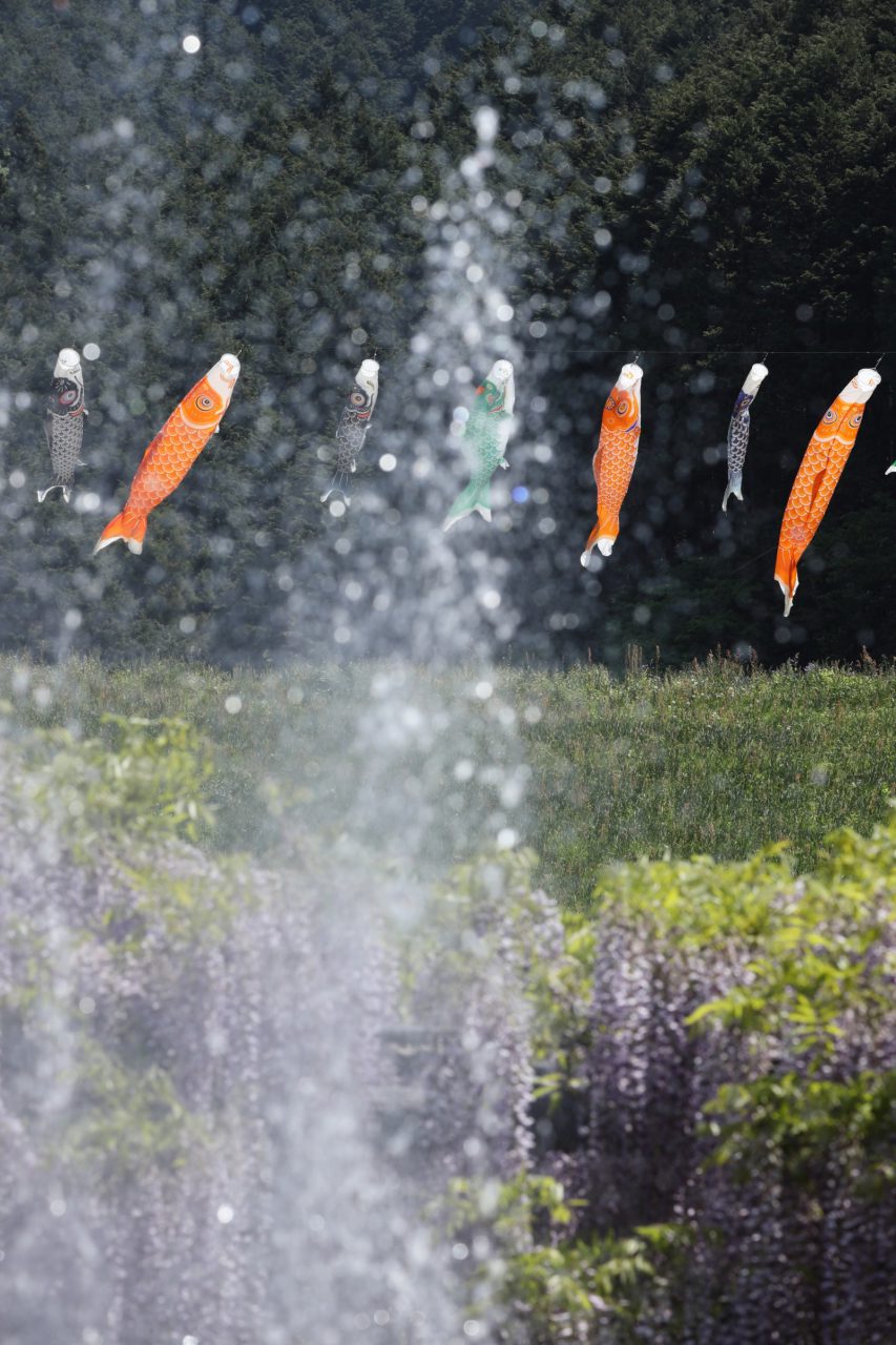 5月11日 土 鯉のぼりと藤棚 白井大町藤公園 と 但馬高原植物園