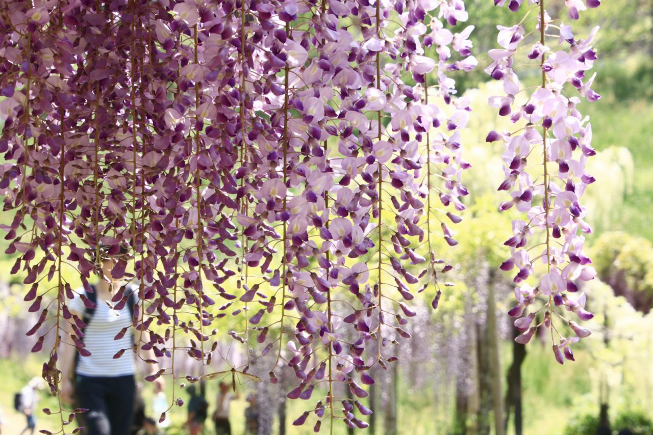 5月11日 土 鯉のぼりと藤棚 白井大町藤公園 と 但馬高原植物園