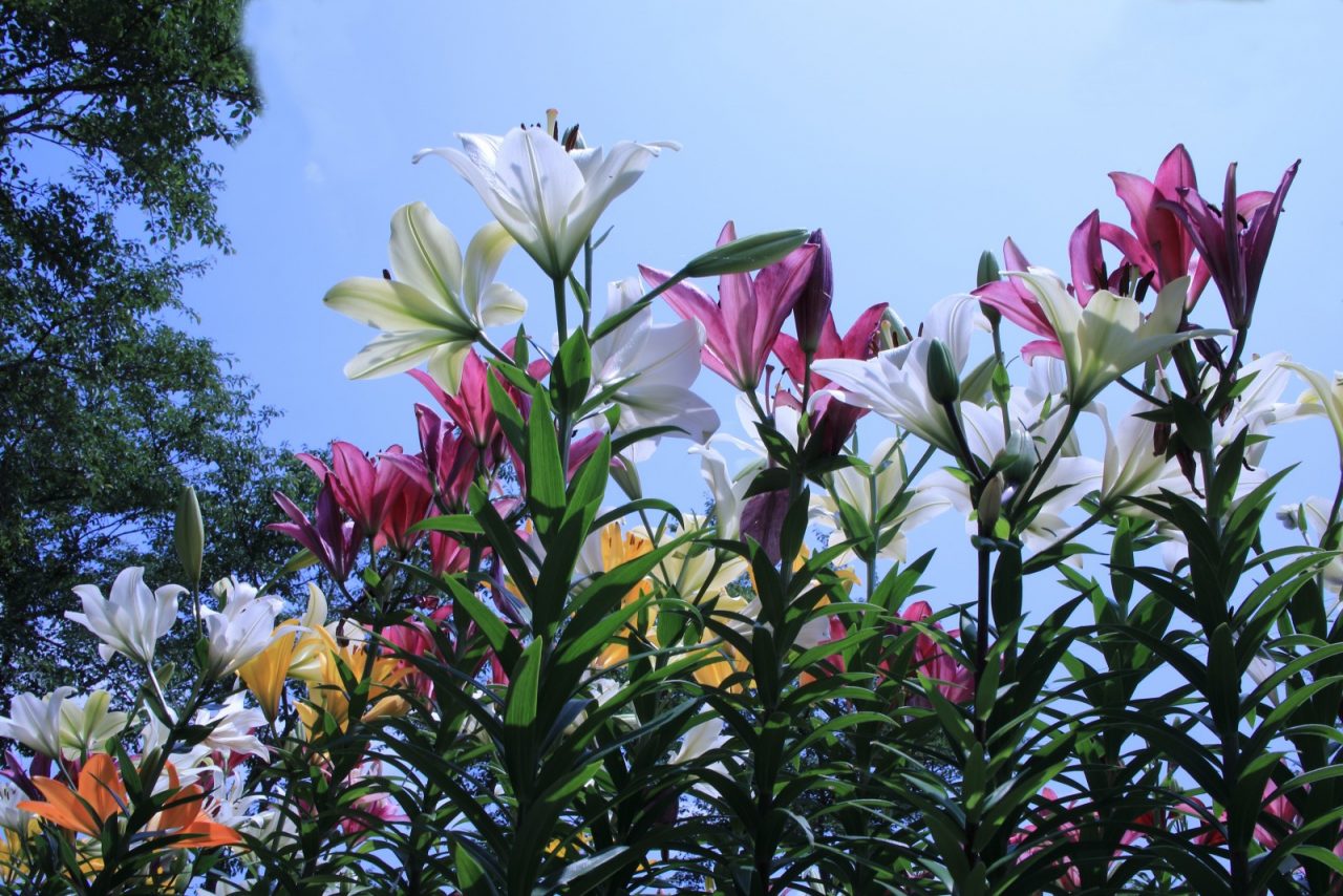 6月22日 土 玉水ゆり園 のユリと 相野アジサイ園 紫陽花の競演フォトコンテスト結果 豊和旅行