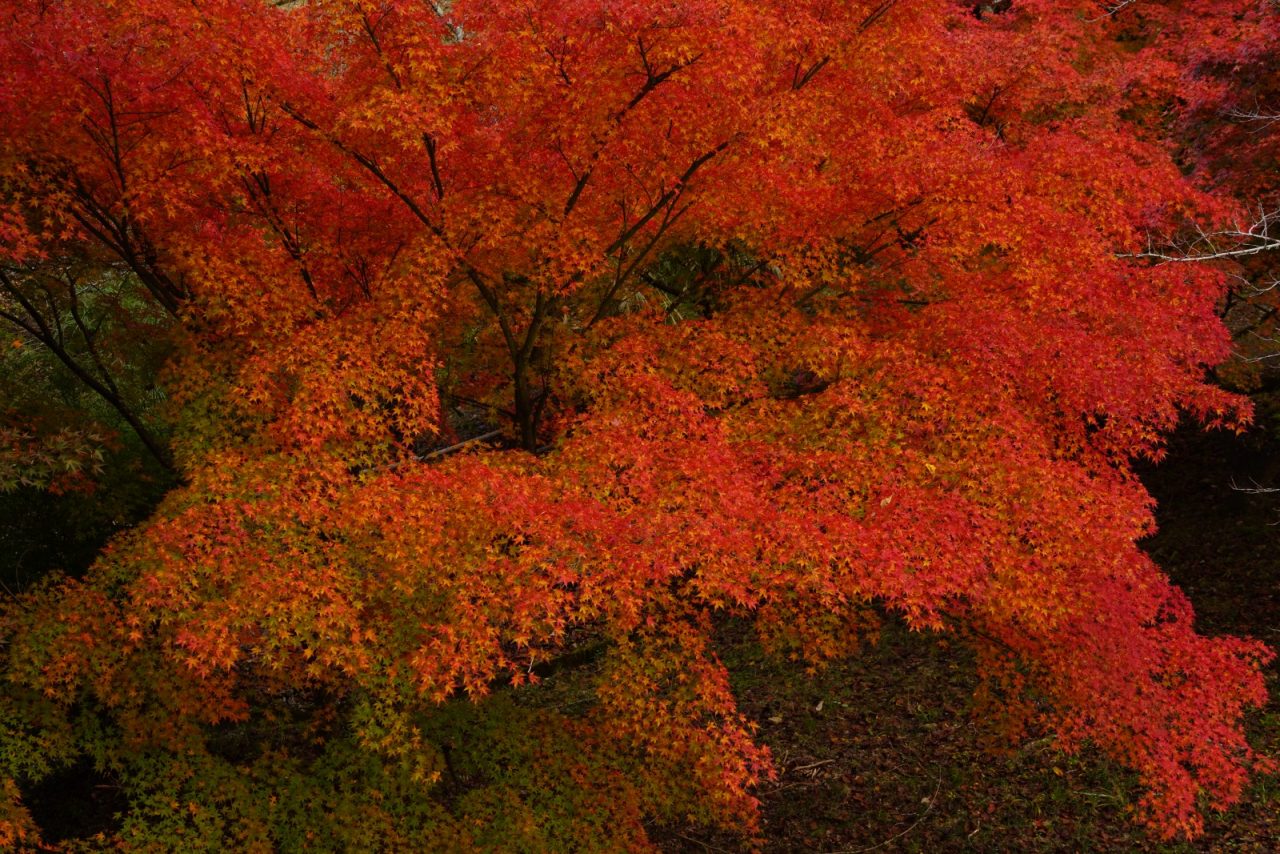 「秋色に染まる屋根」撮影：ken様