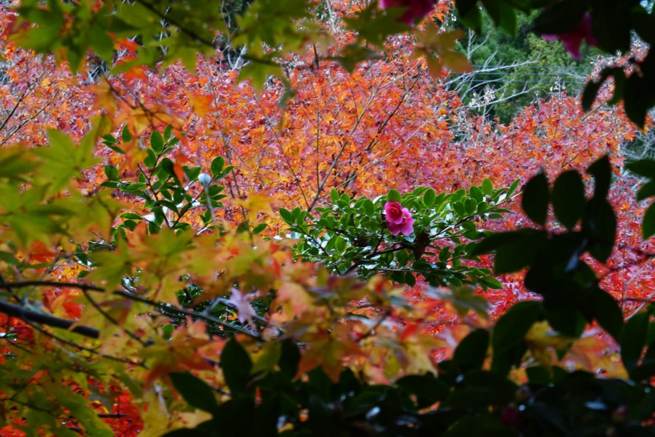 「紅葉に囲まれて高揚」 撮影：森原様