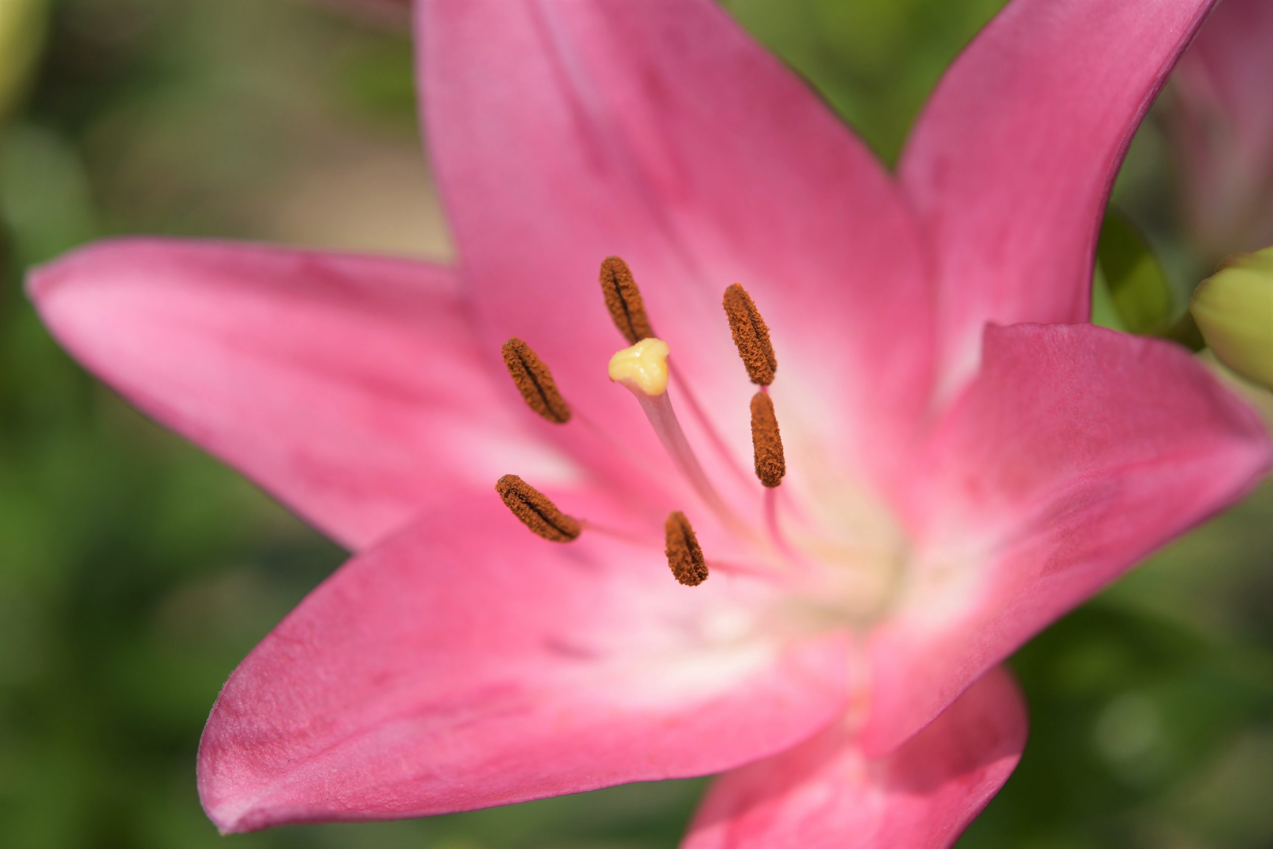 カラフルな 谷汲ゆり園 と 21世紀の森 の紫陽花 豊和旅行