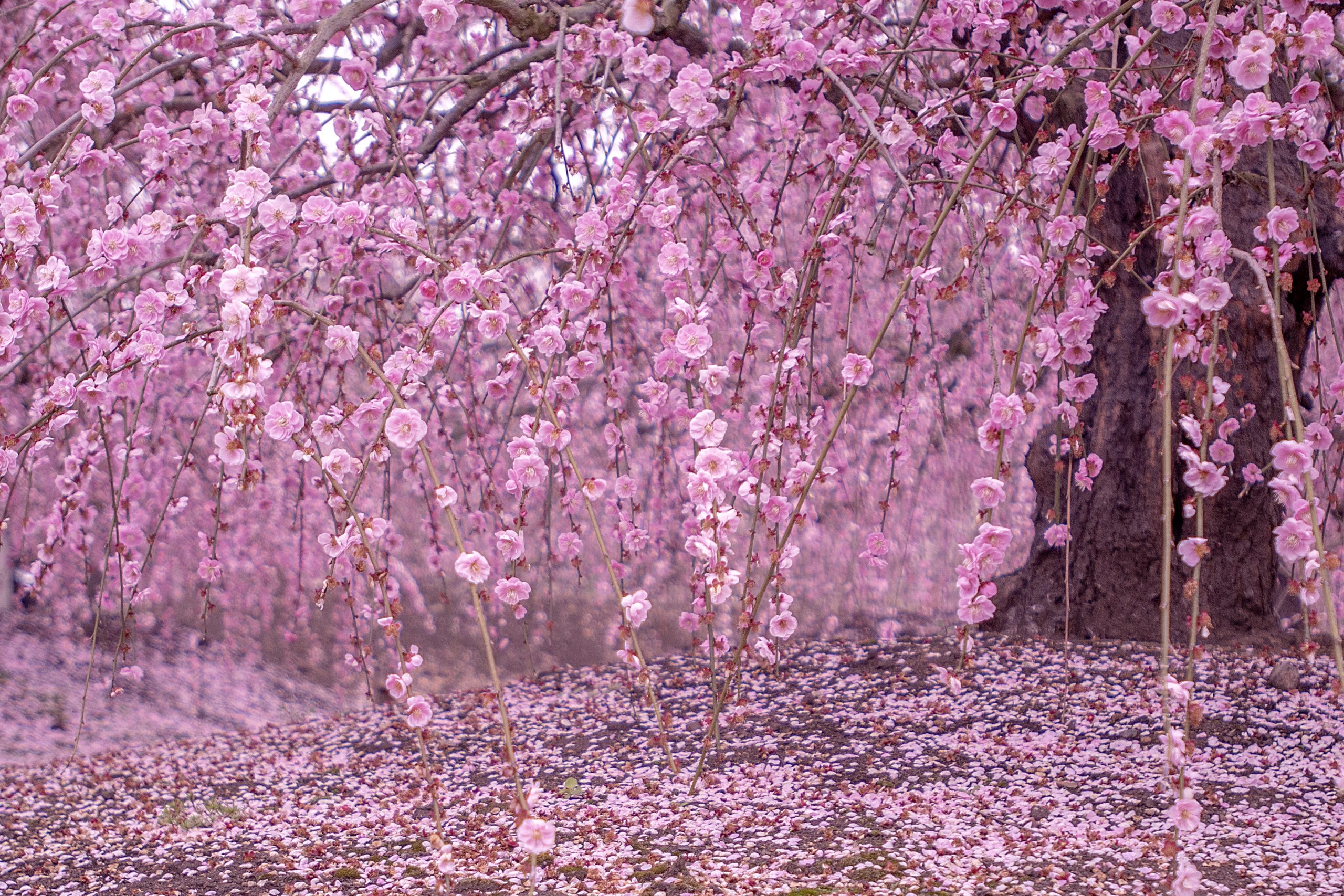 鈴鹿の森庭園 のしだれ梅と渓谷にある梅林 月ヶ瀬梅林 フォトコン 作品集 豊和旅行