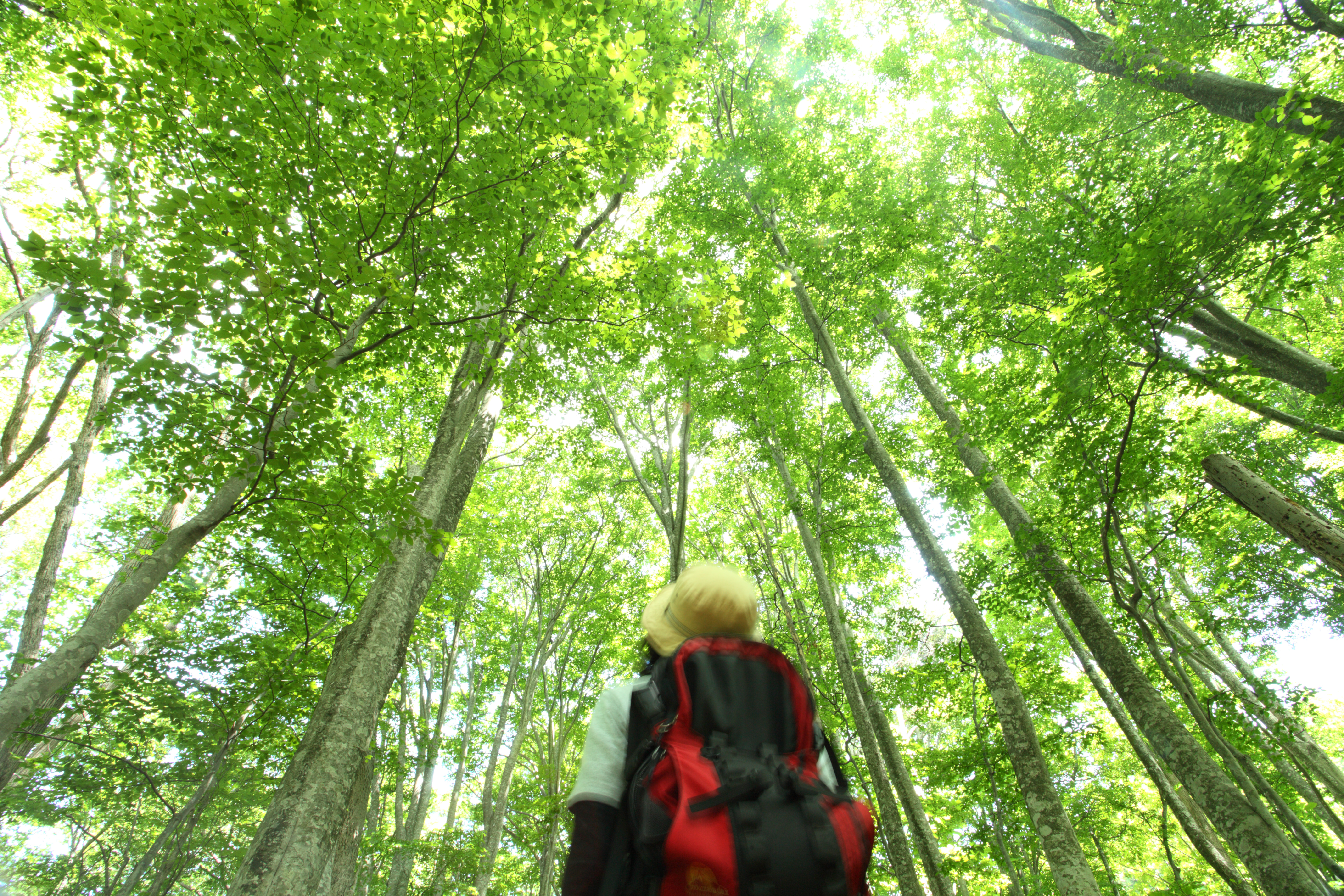 青森_白神の森 遊山道
